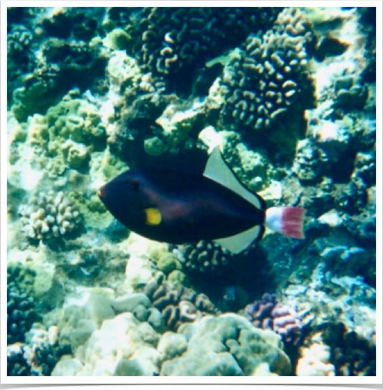 Pinktail Triggerfish (Melichthys vidua) at Molokini Reef.